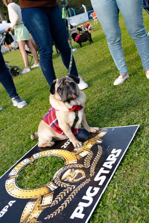 Foto do Pugnic 2026
